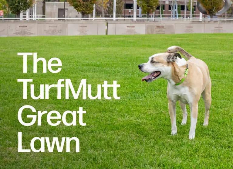 The Great Lawn