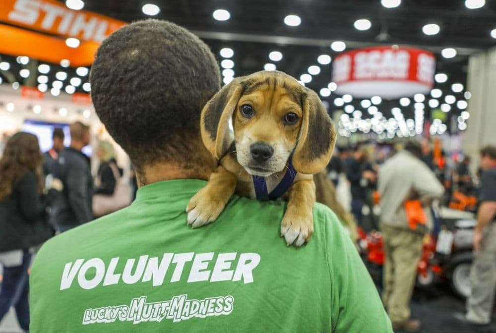 Mutt Madness volunteer holds an adoptable pet